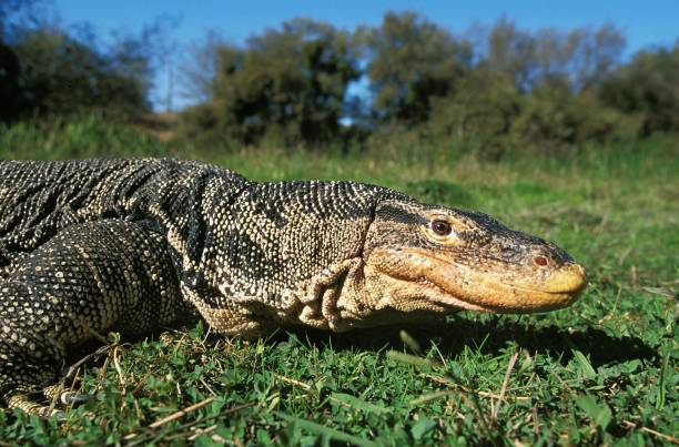 물 모니터 도마뱀, 바라누스 살바터, 잔디에 서 성인 - water monitor 뉴스 사진 이미지