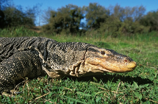 Water Monitor Lizard, varanus salvator, Adult standing on Grass