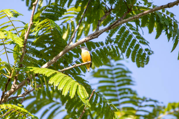 istock Orange-bellied Flowerpecker in thailand. 1251712695