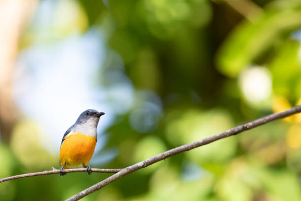 istock Orange-bellied Flowerpecker in thailand. 1251712708