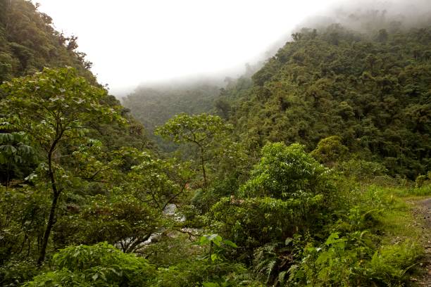 istock Rainforest in Manu National Park, Peru 1251713729