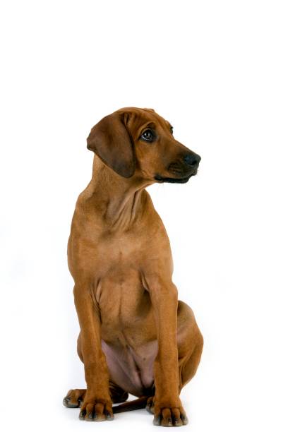 istock Rhodesian Ridgeback, 3 Months old Puppy sitting against White Background 1251713783