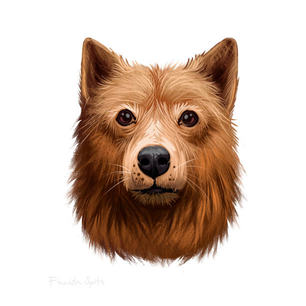 Finnish Spitz, Loulou Finois, Finnish Hunting Dog digital art illustration isolated on white background. Finland origin hunting dog. Cute pet hand drawn portrait. Graphic clipart design for web print. Finnish Spitz, Loulou Finois, Finnish Hunting Dog digital art illustration isolated on white background. Finland origin hunting dog. Cute pet hand drawn portrait. Graphic clipart design for web, print finnish spitz stock illustrations
