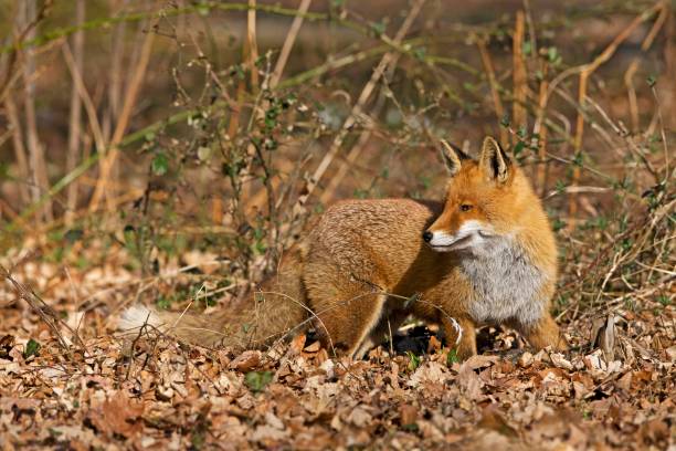 istock Red Fox, vulpes vulpes, Male standing on Dry Leaves, Normandy 1251714377