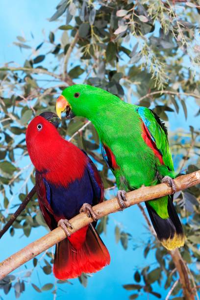 Eclectus Parrot, eclectus roratus, Male with Female standing on Branch Eclectus Parrot, eclectus roratus, Male with Female standing on Branch eclectus parrot australia stock pictures, royalty-free photos & images
