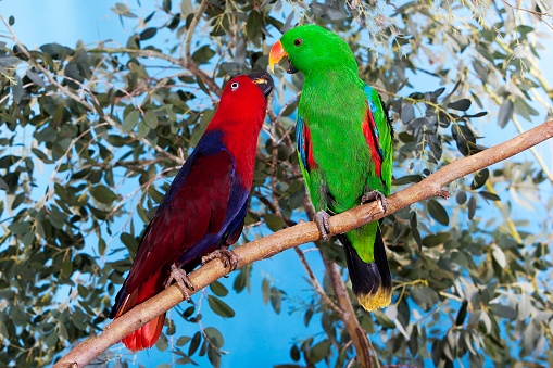 Eclectus Parrot, eclectus roratus, Male with Female standing on Branch