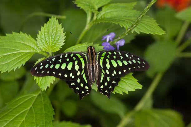istock Tailed-Jay Butterfly, graphium agamemnon, Adult standing on Leaf 1251714401