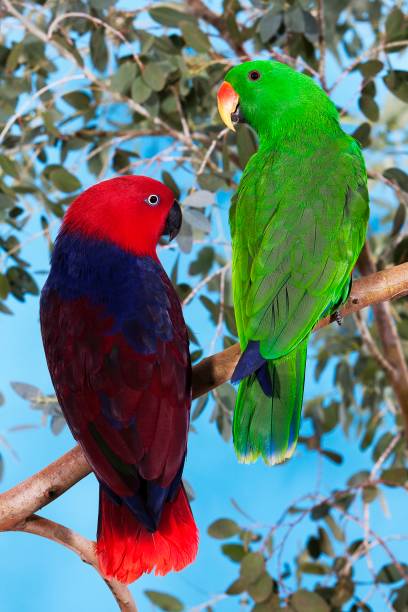 istock Eclectus Parrot, eclectus roratus, Male with Female standing on Branch 1251714409