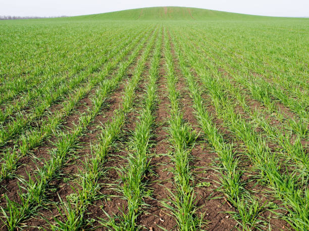 istock Young wheat sprouts growing on the field, close up 1251714643