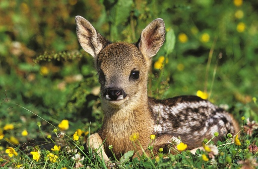 Close-up portrait of a female deer in the wild.