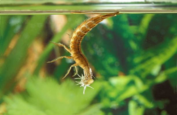 istock Great Diving Beetle, dytiscus marginalis, Larvae standing in Pond, Normandy 1251714678