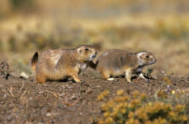 istock Black-Tailed Prairie Dog, cynomys ludovicianus, Adults 1251714708
