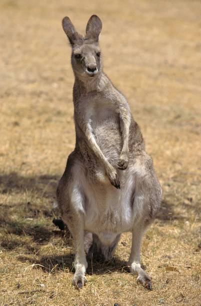 istock EASTERN GREY KANGAROO macropus giganteus 1251714735