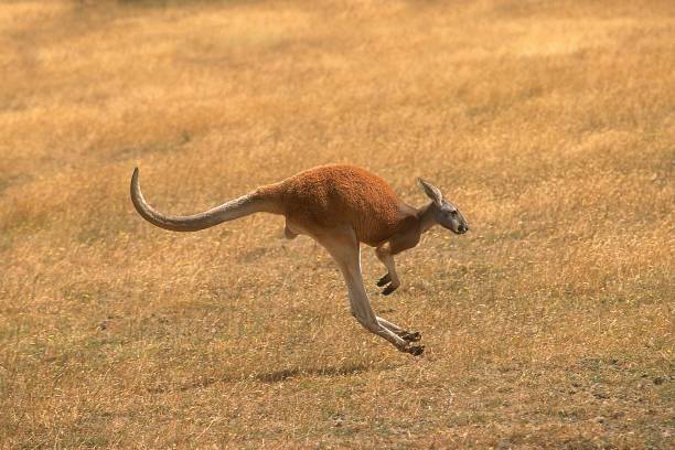 Red Kangaroo, macropus rufus, Adult running, Australia Red Kangaroo, macropus rufus, Adult running, Australia red kangaroo stock pictures, royalty-free photos & images