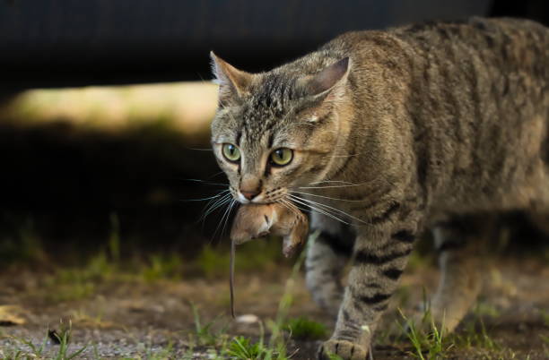 istock Tabby Cat Holding Caught Mouse in her Mouth 1251715916