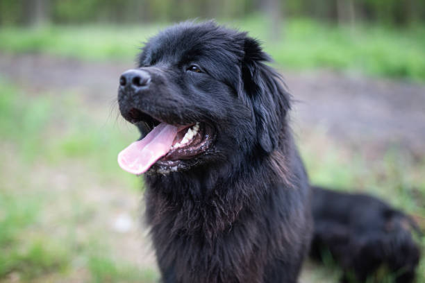 Two Newfoundland dogs enjoying a swim in the river