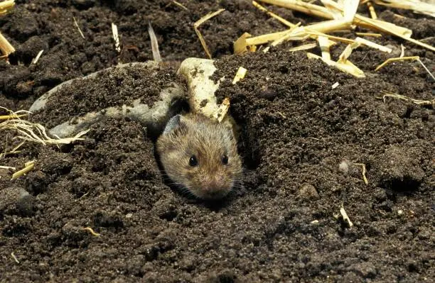 Common Vole, microtus arvalis, Head of Adult emerging from Tunnel