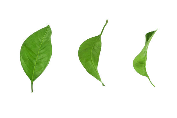 istock Green leaves set on white background isolated close up, fresh leaf collection, herbal illustration, plant twig, flower branch, tree sprig, natural foliage, floral design element 1251716325