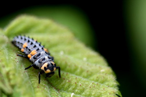 ladybird larva sitting on a green leaf looking into the camera and having a good time