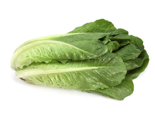 istock Romana Salad, lactuca sativa against White Background 1251716555