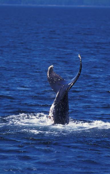 istock Humpack Whale, megaptera novaeangliae, Tail at Surface, Alaska 1251716595