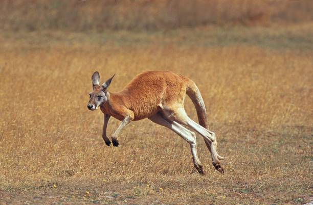 Red Kangaroo, macropus rufus, Adult running, Australia Red Kangaroo, macropus rufus, Adult running, Australia kangaroo stock pictures, royalty-free photos & images