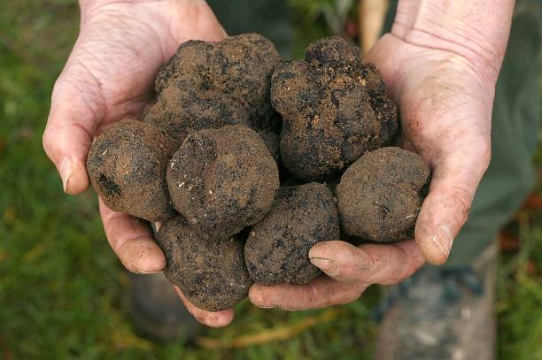 佩里戈德·特魯夫勒,法國東南部的多寶黑色素堡 - truffle tuber melanosporum mushroom 個照片及圖片檔