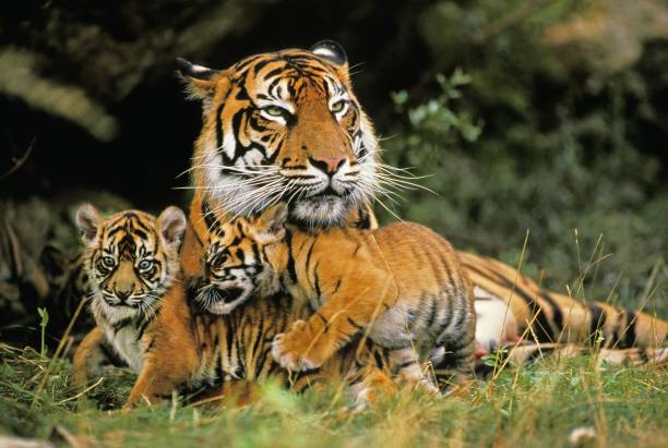 Sumatran Tiger, panthera tigris sumatrae, Mother with Cub