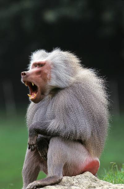 istock Hamadryas Baboon, papio hamadryas, Male Yawning 1251716662