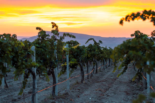 istock Vineyards at sunset in autumn harvest. Grape harvest 1251716923