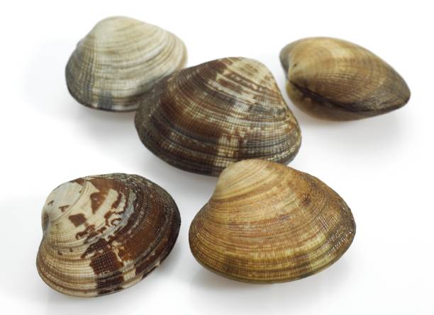 istock Clams, venerupis sp, Fresh Shells against White Background 1251717090