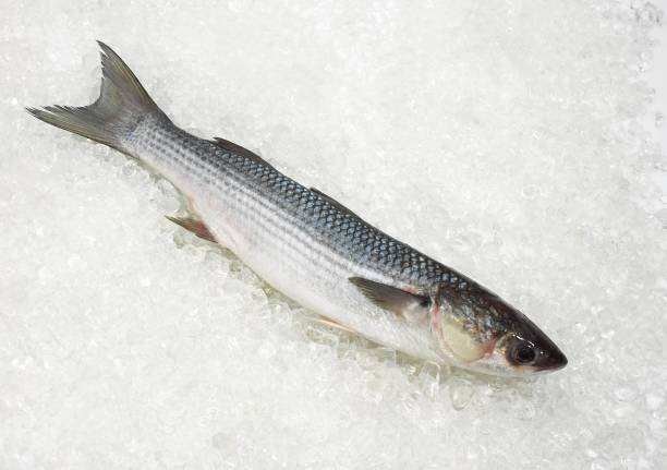istock Mullet, chelon labrosus, Fresh Fish on Ice 1251717149