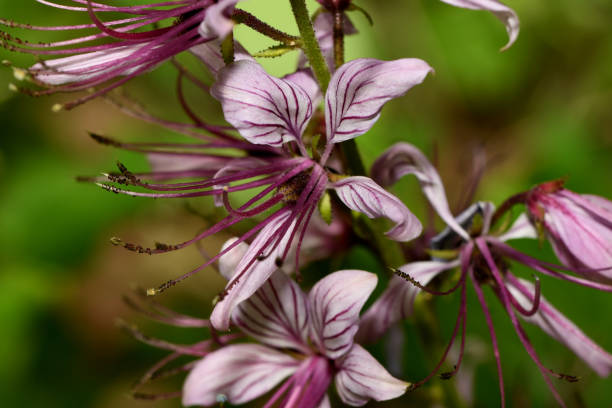 istock the ash flower bloomed in the forest 1251717222