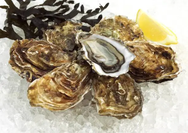 French Oyster Called Marennes d'Oleron, ostrea edulis, Seafoods on Ice