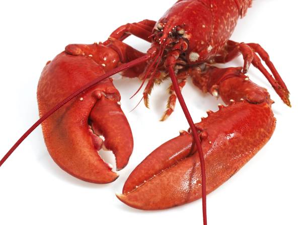 istock Lobster, homarus gammarus, Boiled Crustacean against White Background 1251717576