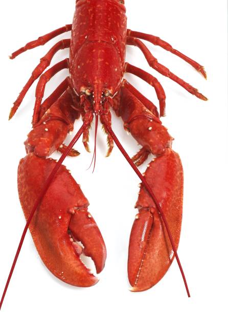 istock Lobster, homarus gammarus, Boiled Crustacean against White Background 1251717583