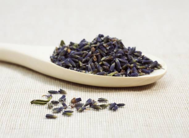 istock Lavender, lavandula sp, Dry Seeds 1251717596