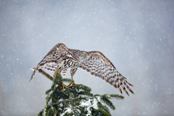 istock Goshawk on spruce tree, Germany. Northern Goshawk landing on spruce tree during winter with snow. Wildlife scene from winter nature. Bird of prey in the forest habitat. 1251717645