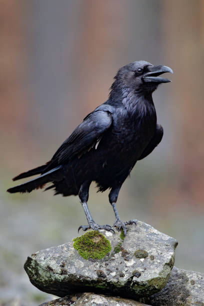 rabe mit offenem schnabel auf dem stein sitzend. elchstein mit schwarzem vogel. schwarzer vogel im lebensraum der natur. rabe auf dem felsen. tierweltszene aus der natur. vogel mit großen rechnung. waldvogel im herbst. - stone bird animal autumn stock-fotos und bilder