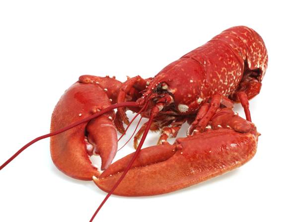 istock Lobster, homarus gammarus, Boiled Crustacean against White Background 1251717927