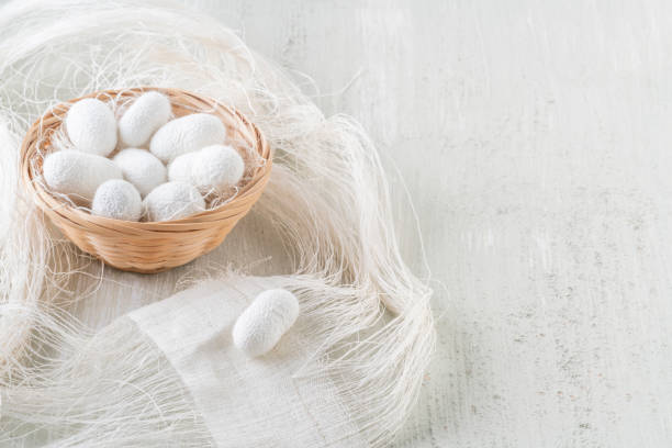 istock natural silkworm cocoons are source of silk thread, textile 1251718431