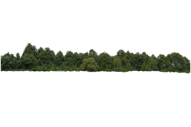 istock colorful of forest 1251719013