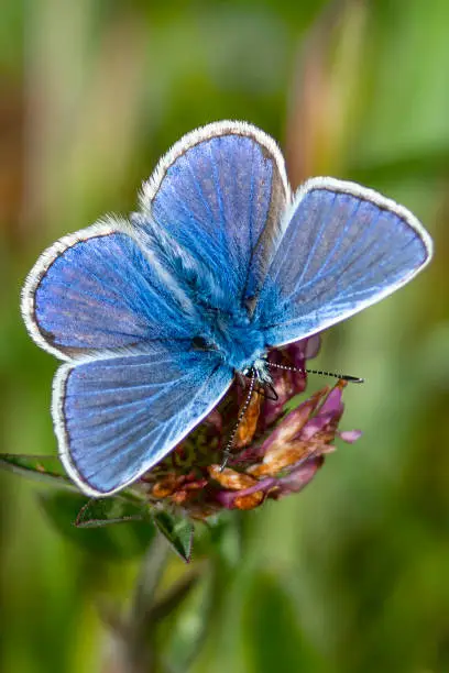Adonis Blue Butterfly with wings outstretched in spring stock photo