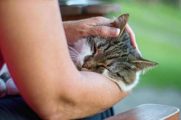 istock Woman tenderly caressing cat, holding her head in hands 1251719109