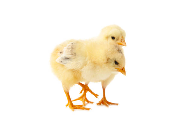 istock Two little chicks in front of white background. 1251719347