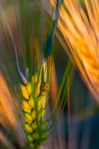 Photo of Ladybird playing hide and seek in a wheat stalk in the fields near Maastricht during the golden hour