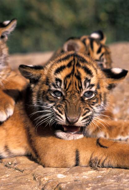 istock Sumatran Tiger, panthera tigris sumatrae, Cub snarling 1251719848
