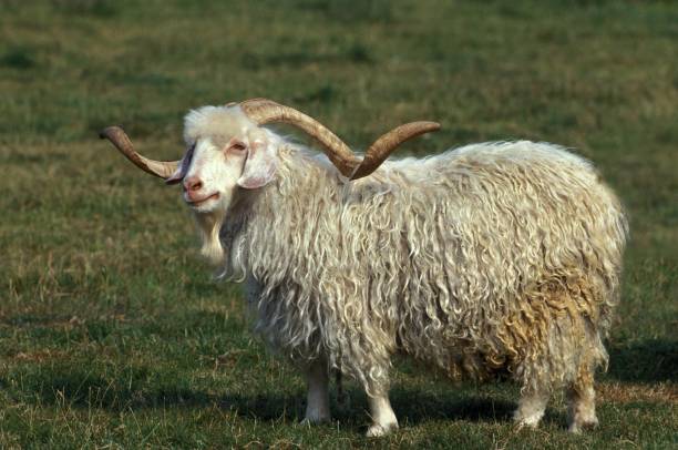 istock Angora Goat, Breed producing Mohair Wool, Billy-goat with long Horns 1251720988