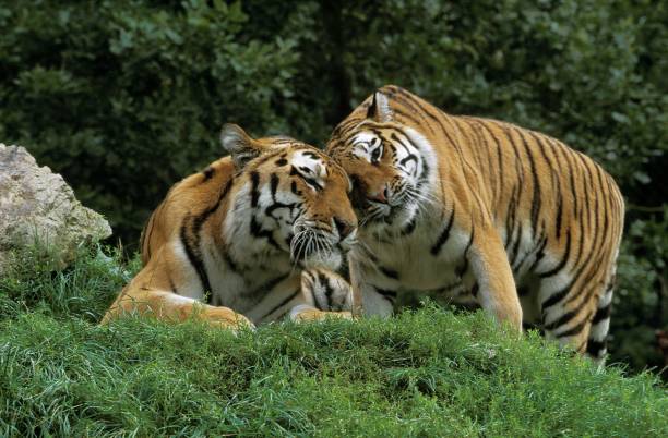 istock Siberian Tiger, panthera tigris altaica, Pair 1251720993