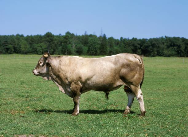 istock Bazadais Cattle, a French Breed, Bull standing on Grass 1251721002